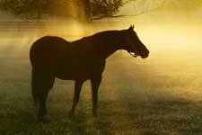 Weather Warning to Stand at Windfields Farm Weather Warning to Stand at Windfields Farm