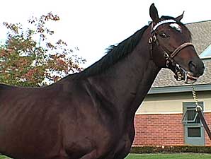 Stallion Video: Any Given Saturday Stallion Video: Any Given Saturday