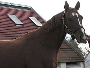 Stallion Video: Corinthian Stallion Video: Corinthian