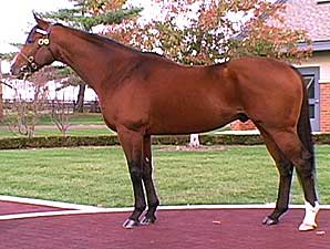 Stallion Video: Discreet Cat Stallion Video: Discreet Cat