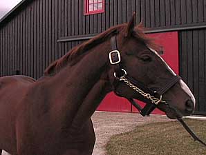 Stallion Video: English Channel Stallion Video: English Channel