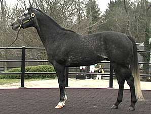 Stallion Video: Half Ours Stallion Video: Half Ours