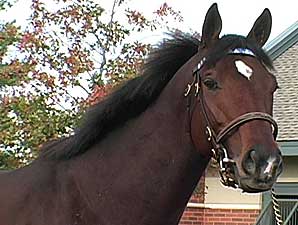 Stallion Video: Hard Spun Stallion Video: Hard Spun