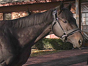 Stallion Video: Seeking the Best Stallion Video: Seeking the Best