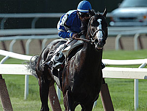 Stallion Video: Songster Stallion Video: Songster