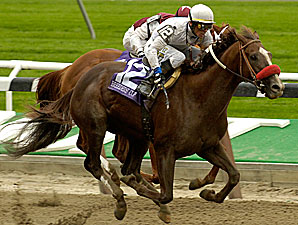 Stallion Video: Stevie Wonderboy Stallion Video: Stevie Wonderboy