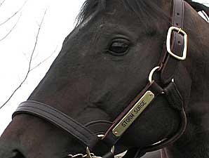 Stallion Video: Storm Surge Stallion Video: Storm Surge