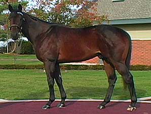 Stallion Video: Street Sense Stallion Video: Street Sense