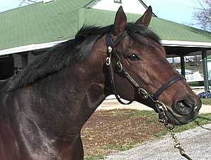 Stallion Video: Sun King Stallion Video: Sun King