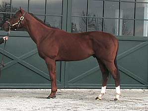Stallion Video: Will He Shine Stallion Video: Will He Shine