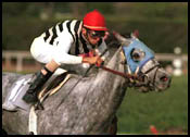 Starine Gives Velazquez Fifth Straight Graded Stakes Win Starine Gives Velazquez Fifth Straight Graded Stakes Win