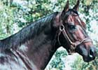 Star Programmer to Merrick Ranches Star Programmer to Merrick Ranches