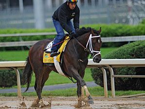 Derby Horse Sale Prices: $5,000 to $500,000 Derby Horse Sale Prices: $5,000 to $500,000
