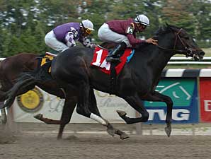 Preakness Profile: Stevil Preakness Profile: Stevil