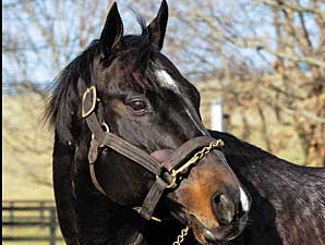 2008 Commercial Sires: Big 'Cat' Rebound 2008 Commercial Sires: Big 'Cat' Rebound