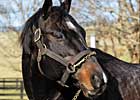 2008 Commercial Sires: Big 'Cat' Rebound
