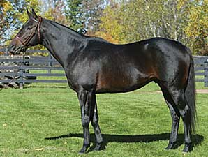 Great Florida Broodmare Sultry Sun Dead Great Florida Broodmare Sultry Sun Dead