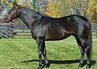 Great Florida Broodmare Sultry Sun Dead Great Florida Broodmare Sultry Sun Dead