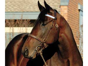 Champion Street Sense Sires First Winner Champion Street Sense Sires First Winner