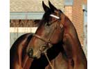 Street Sense Covers First Mare Street Sense Covers First Mare