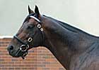 Lameness Sidelines Stallion Street Cry Lameness Sidelines Stallion Street Cry