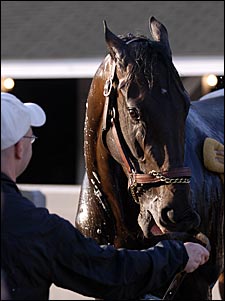 Street Sense Jogs Mile Day After Winning Kentucky Derby Street Sense Jogs Mile Day After Winning Kentucky Derby