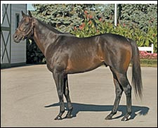 Leading Freshman Sire 2004: Successful Appeal Leading Freshman Sire 2004: Successful Appeal