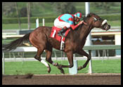 Steve Haskin's Derby Report (2/25): Deja Vu-saichi Steve Haskin's Derby Report (2/25): Deja Vu-saichi