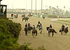 Jockeys, Trainers, on Synthetics Panels