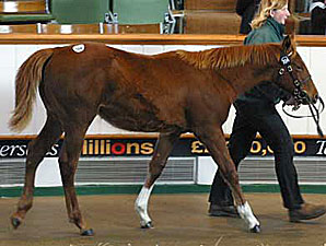Starcraft Filly Tops at Tattersalls Starcraft Filly Tops at Tattersalls