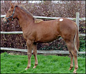 Pivotal Filly Tops Tattersalls Second Session Pivotal Filly Tops Tattersalls Second Session