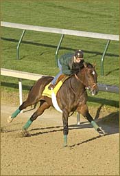 Ten Most Wanted Continues Progress Toward Belmont Stakes Ten Most Wanted Continues Progress Toward Belmont Stakes