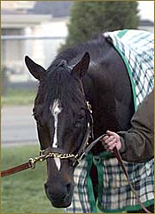 Ten Cents a Shine Works His Way Into Derby Ten Cents a Shine Works His Way Into Derby