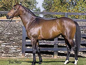 Ten Most Wanted Sires First Winner Ten Most Wanted Sires First Winner