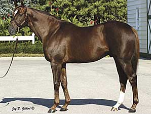 Millionaire Tenpins Sires Initial Winner Millionaire Tenpins Sires Initial Winner