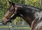 The Daddy Sires First Foal The Daddy Sires First Foal
