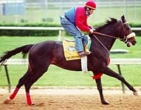 The Deputy Retired to Stud at Margaux Farm The Deputy Retired to Stud at Margaux Farm