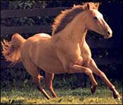 Thunder Gulch Sets North American Record for Mares Covered Thunder Gulch Sets North American Record for Mares Covered