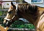 Washington Stallion Tribunal Dead