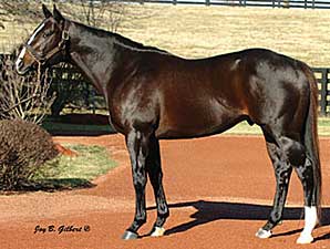 Tropical Storm Sires First Winner Tropical Storm Sires First Winner