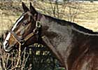 Tropical Storm Sires First Winner