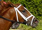 Twilight Meteor Eyes Sir Beaufort Twilight Meteor Eyes Sir Beaufort