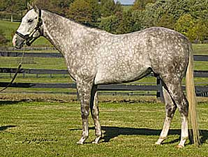 Unbridled Energy's First Foal Unbridled Energy's First Foal