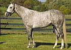 Unbridled Energy's First Foal