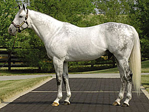 Unbridled's Song's Fee $85,000 at Taylor Made Unbridled's Song's Fee $85,000 at Taylor Made