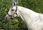 Unbridled's Song's Fee $85,000 at Taylor Made