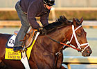 Uncle Mo to Stand for $35,000 at Ashford