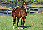 Lane's End Farm Sets Open House for Breeders