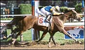 Grade I Winner Unshaded Injured, Retired Grade I Winner Unshaded Injured, Retired