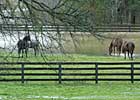 Unwanted Horses: How Serious a Problem? Unwanted Horses: How Serious a Problem?